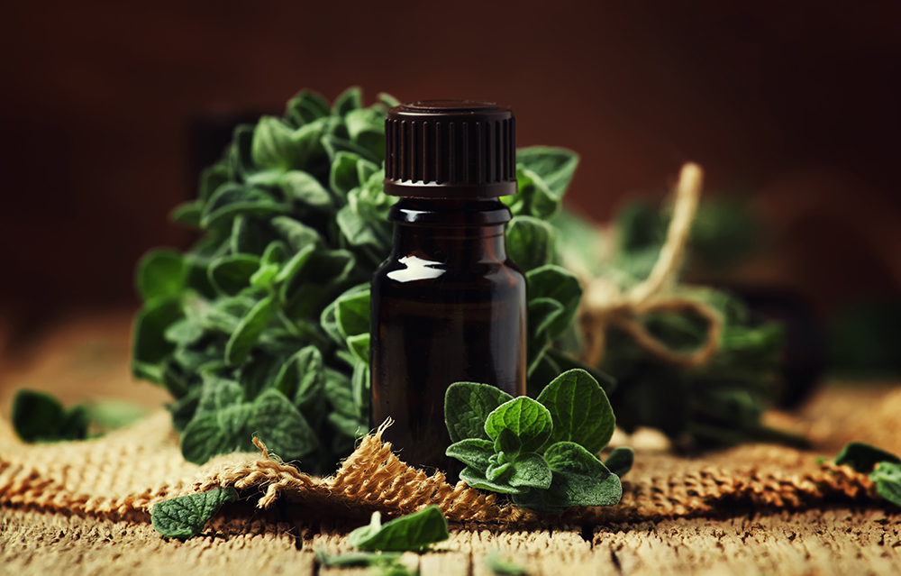 Organic essential oregano oil in a glass jar and a bunch of fres