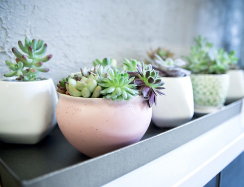 The Best Pots for Succulents: Why You Need to Try These Out