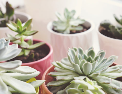 The Indoor Succulent Garden: How to Start and Maintain One