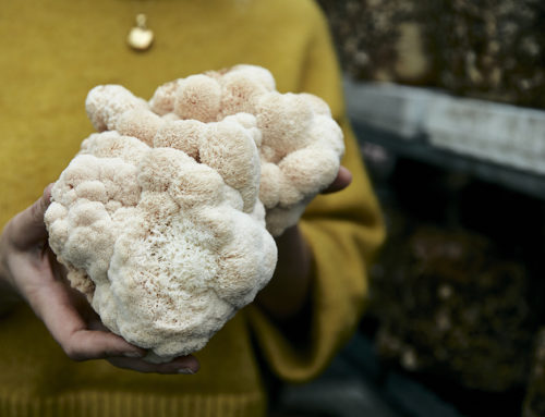 The Many Benefits of Lion’s Mane Mushroom: Boost Your Brain Power, Lower Anxiety, and More!