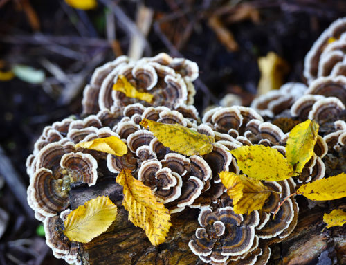 Harness the Power of Turkey Tail Mushroom: Healing Properties, Benefits, and More
