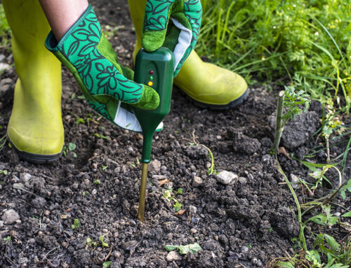 How to Add Nutrients to Soil: 10 Ways to  Improve Your Garden